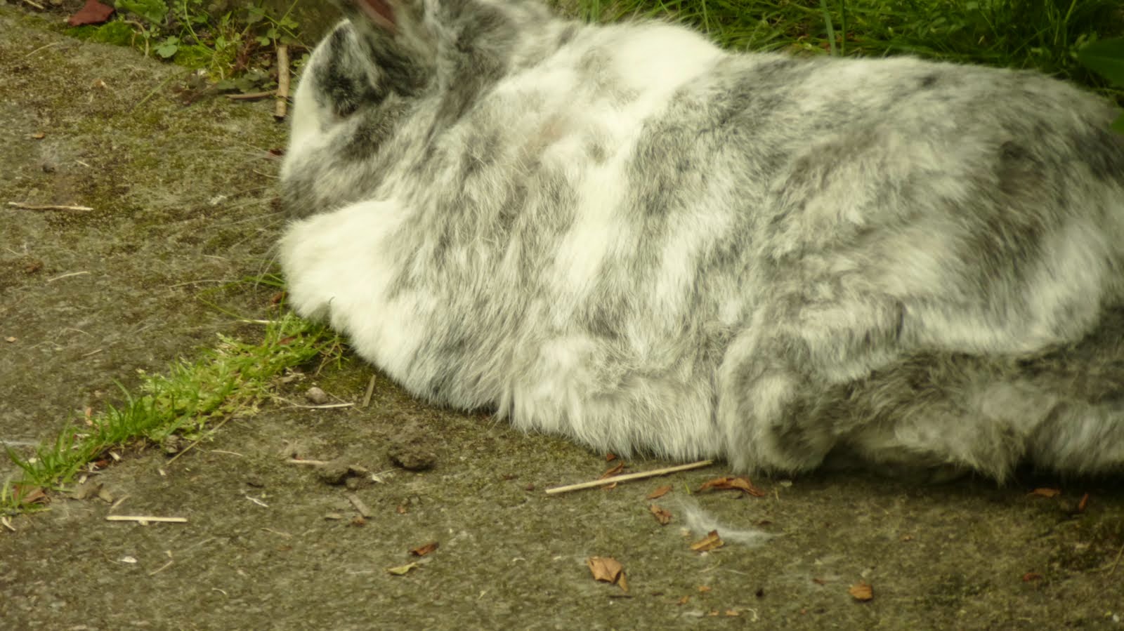 Here's a little rabbit grazing on the grass