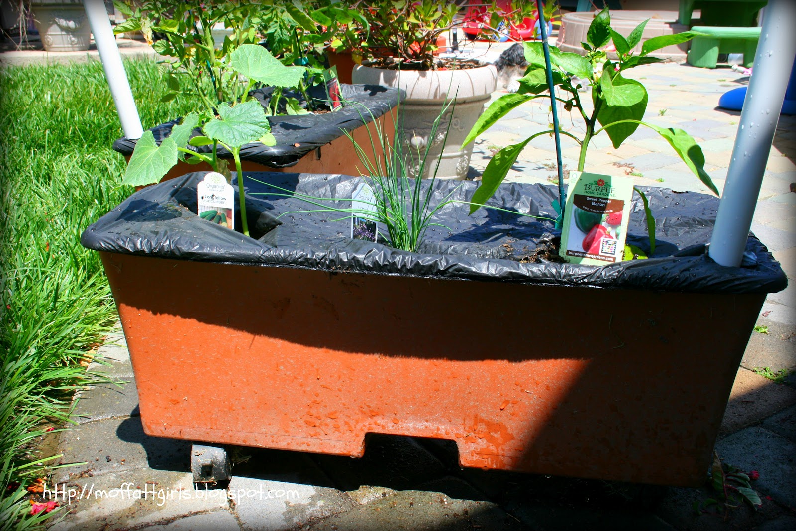 Our Earthbox Garden!