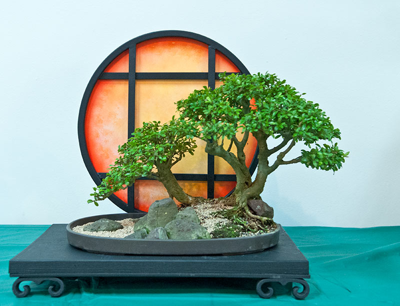 Walter's Travelogues Bonsai Academy in Puerto Rico 5