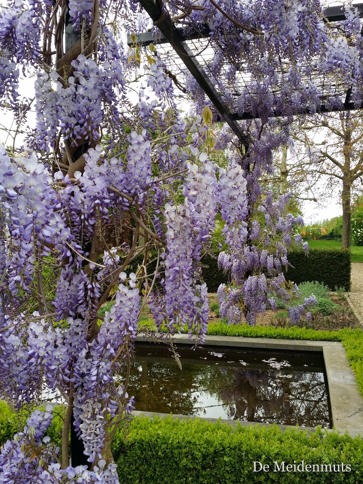 blauwe regen snoeien zomer niet handig h een blauwe regen boven een waterpartij with blauwe regen snoeien zomer niet handig h een blauwe regen boven een waterpartij with