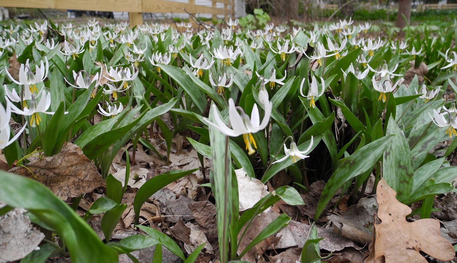 The Phytophactor Friday fabulous flower white trout lily