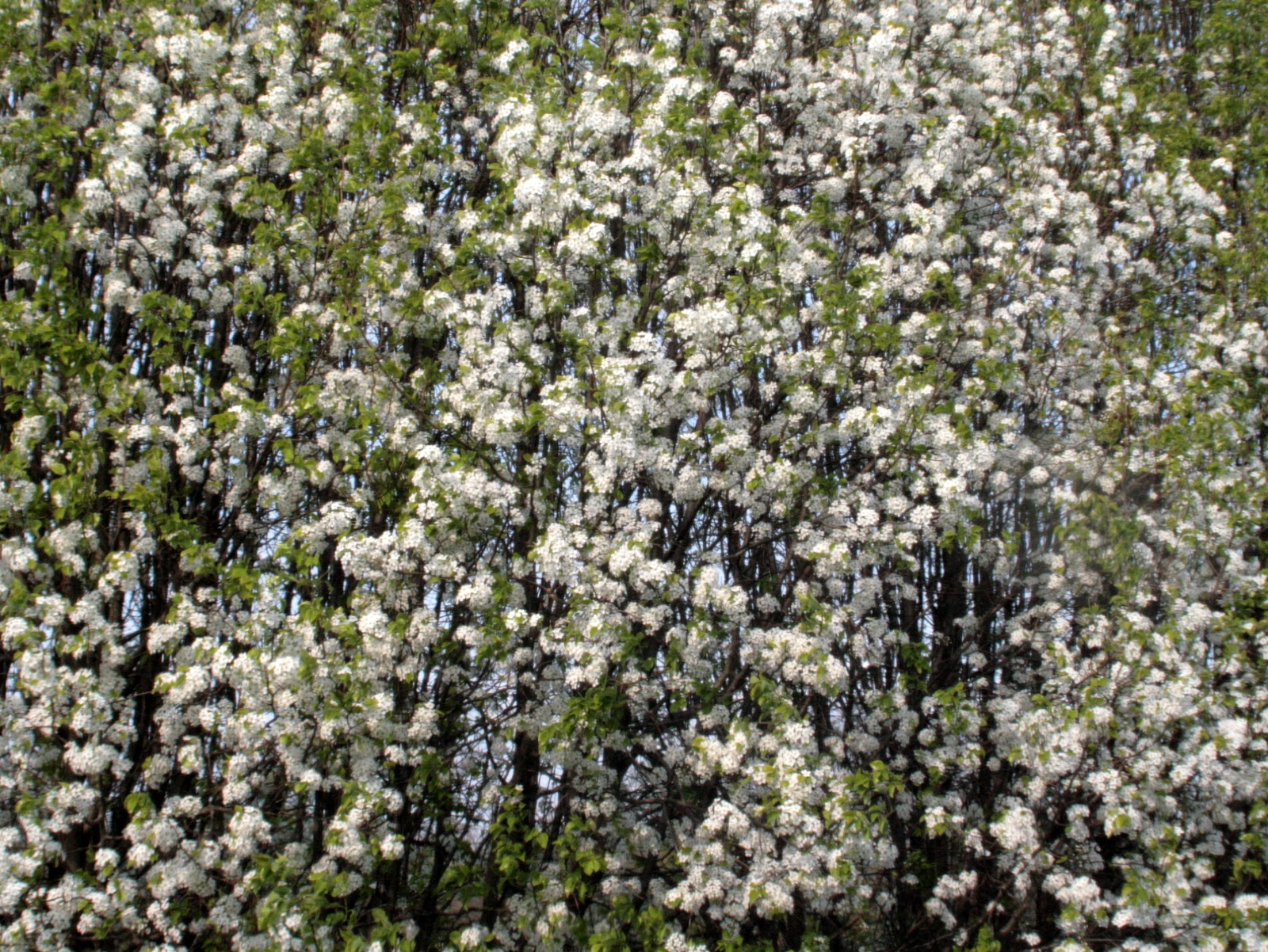 Mother Robin's Notes from the Nest Know Your Flowering Trees!!