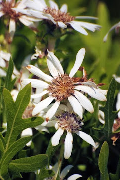 Silphium albiflorum 086