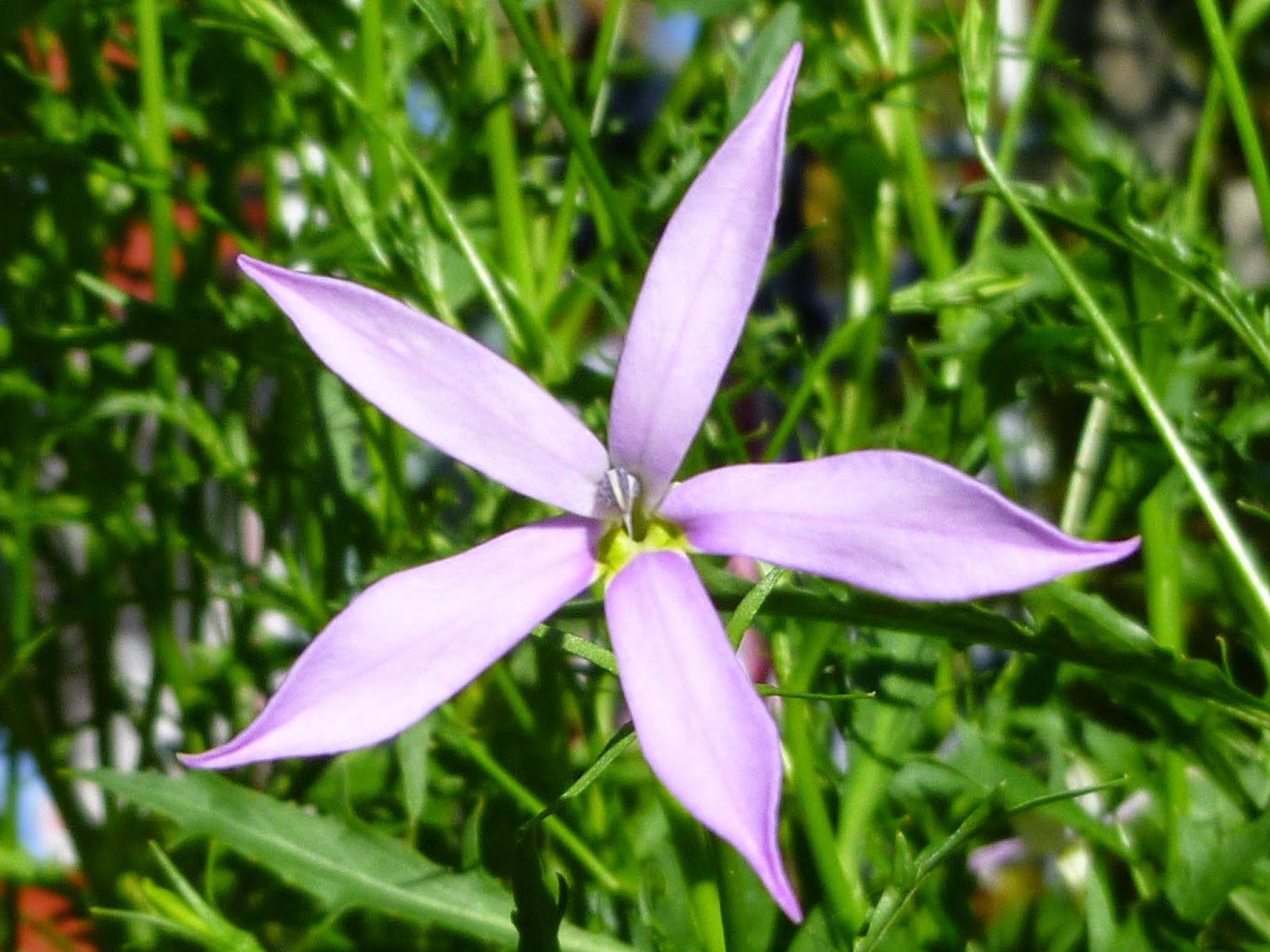 Svanå trädgård: stjärnlobelia