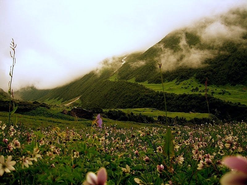 World Travel Gallery Valley of Flowers in the Himalayas