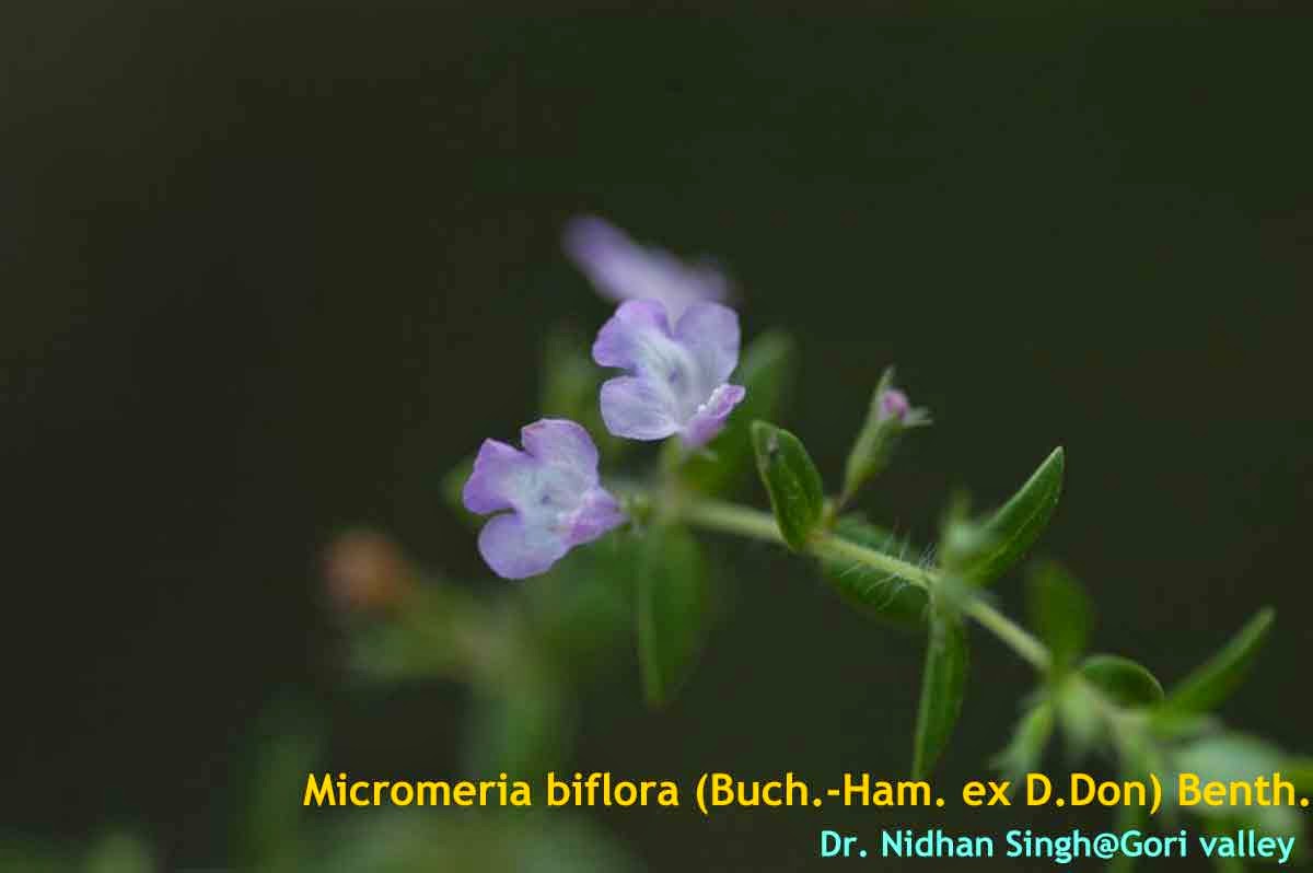 Medicinal Plants Micromeria biflora, Indian Wild Thyme, Lemon Savory