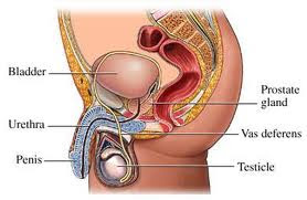 Prostate Cancer about Prostate Cancer