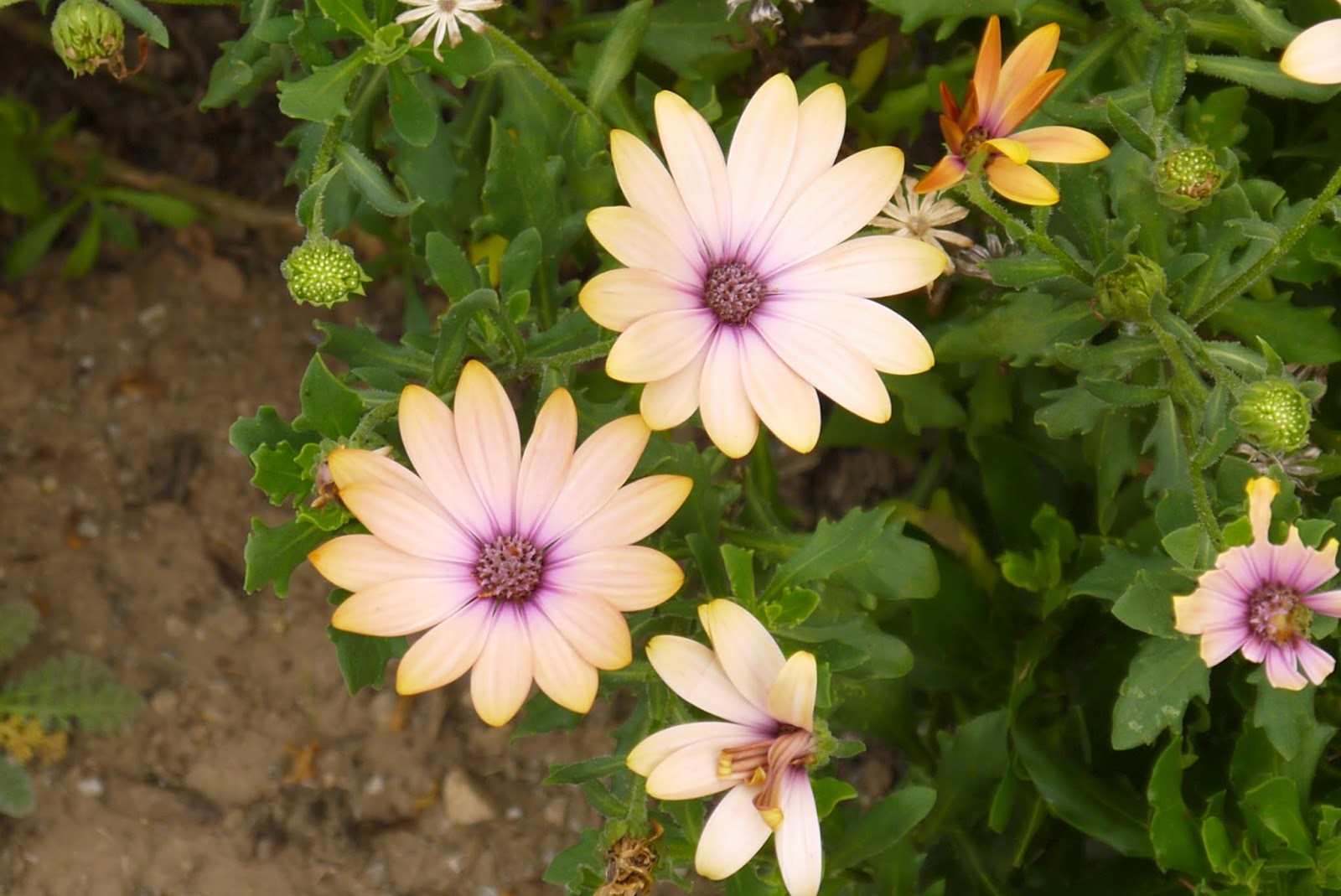 Hoe And Shovel Azaleas In Full Splendor