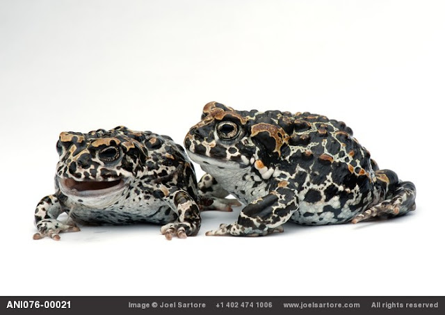 The Vanishing Amphibian Species by Joel Sartore_MyClipta