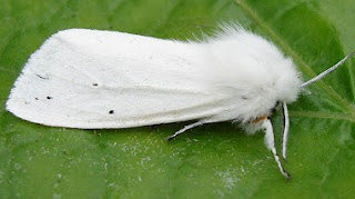 water ermine moth