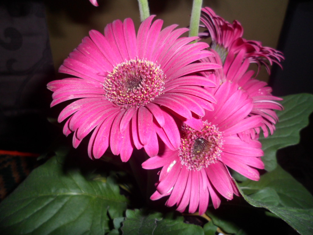 Macam Macam Ada Bunga Kekwa Chrysantheum