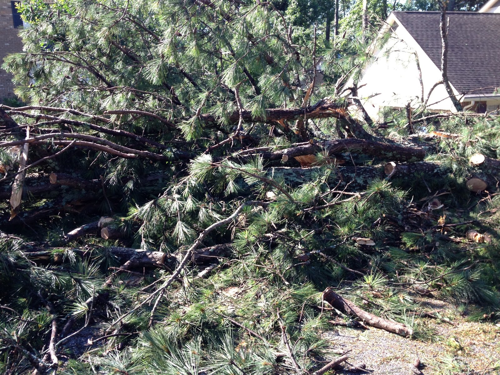 Atlanta Tree Professionals Tree Removal Service Tornado Damage