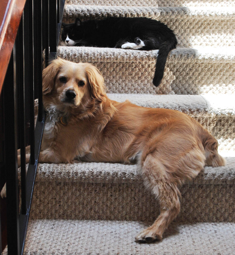 the scratching post i m sorry she s busy please come back later the scratching post i m sorry she s busy please come back later