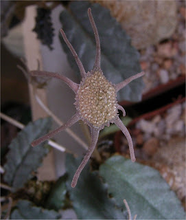 Dorstenia foetida flower