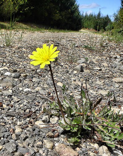 Mi Rinconcito: Una flor entre las rocas