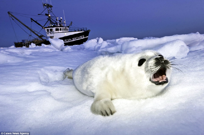 38+ Fluffy Harbor Seal Pup Images