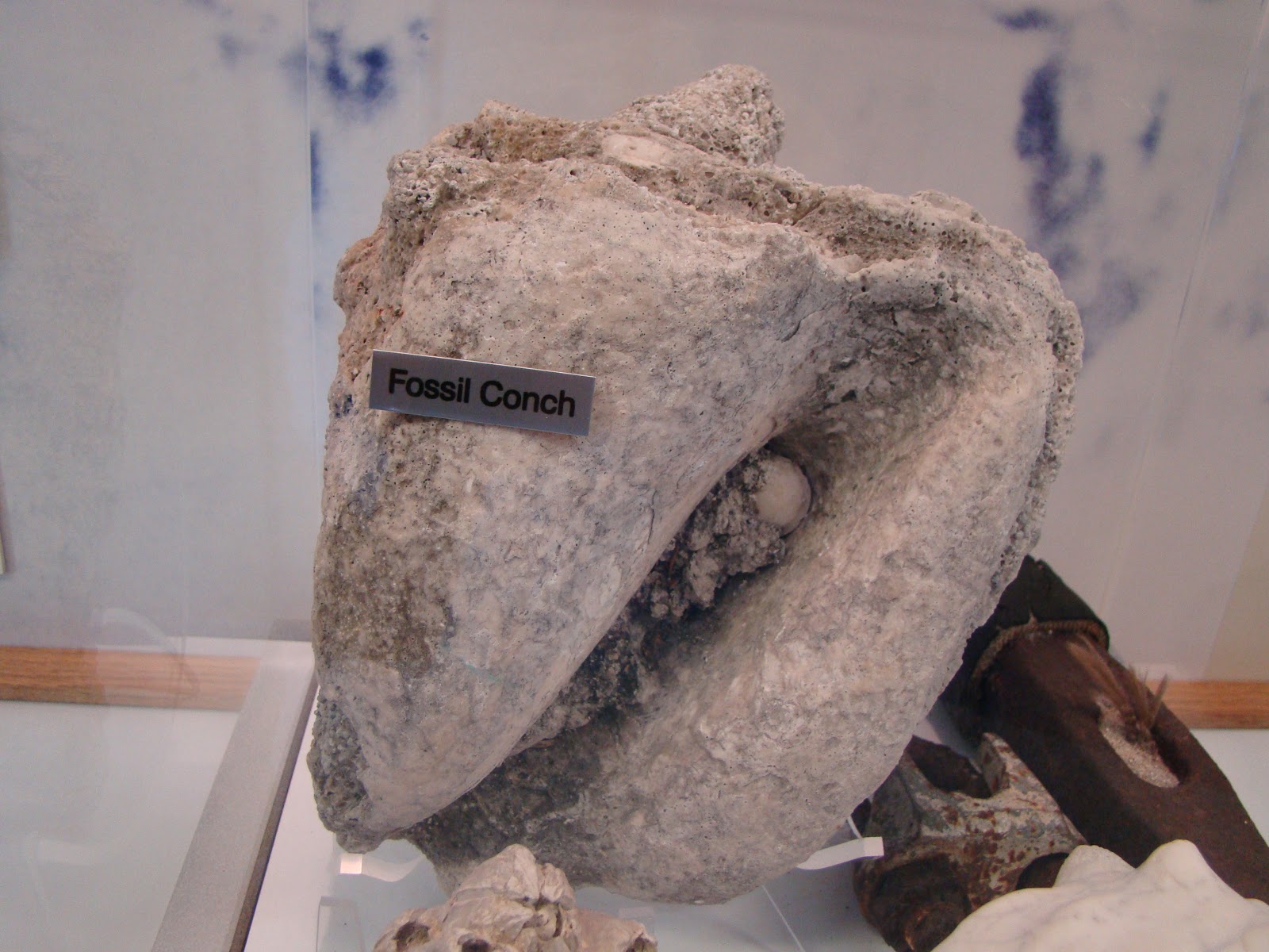 Florida VW Bus Rentals camping adventures Windley Key Fossil Reef Geological State Park