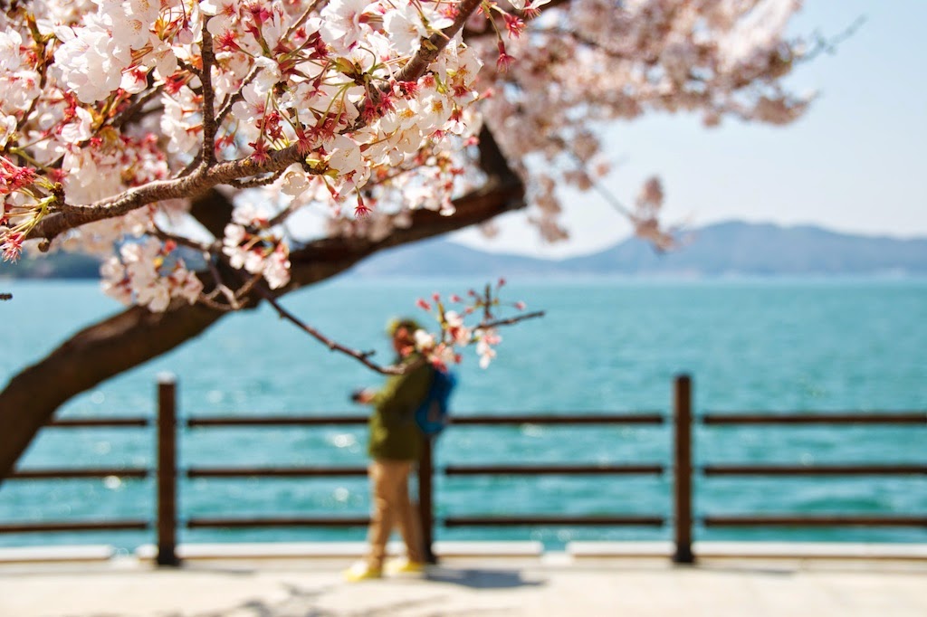 Jinhae, oraşul cireşilor 20140406+-+Jinhae+-+18+-+Version+2+-+Exported+(M)