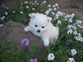 American Eskimo Puppy Picture