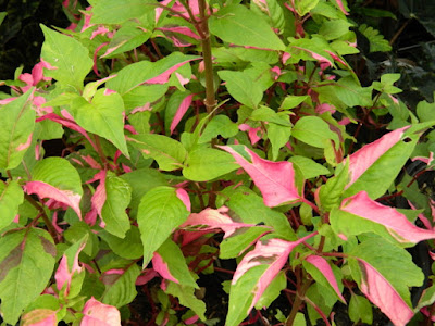 Alternanthera ficoidea 'Party Time' Joseph's Coat at Orchid World Barbados by garden muses-not another Toronto gardening blog