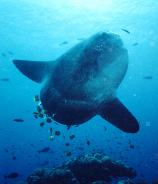 Damenizer: Ikan Mola Mola