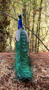 Beautiful Peacock :- Photo Co-Tourist Mr Sameer.Mhatre.