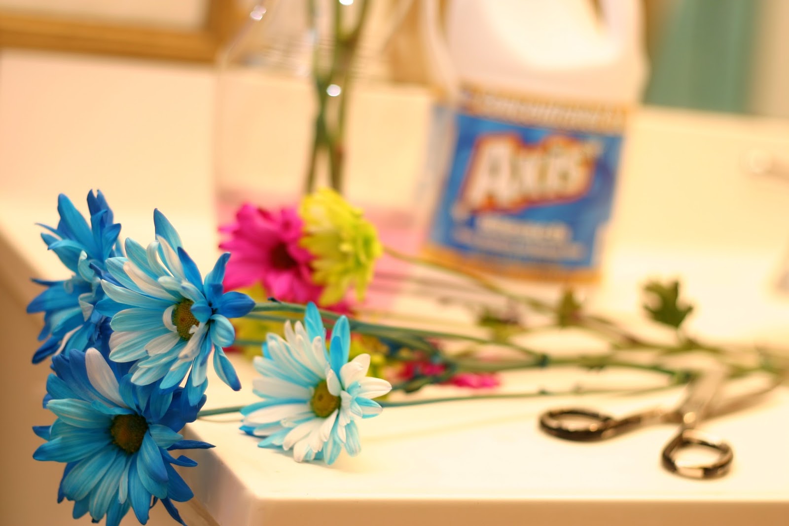 How to revive your Flowers... Journey of A Sunflower