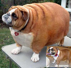 El perro más gordo del mundo.