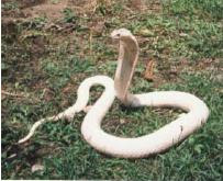 ular berbisa,venomous snake,undeadly snake