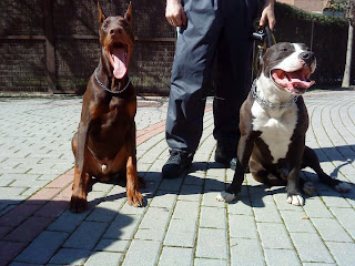 pitbull photo gallery doberman vs pitbull