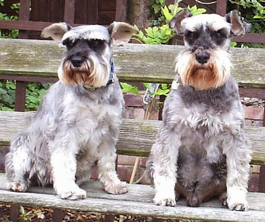from Andy schnauzer with naked boy color climax boy and girl