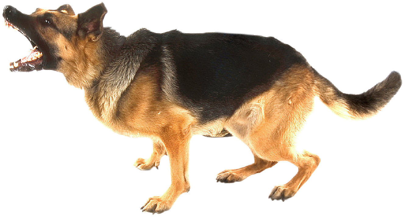 silverback german shepherd puppies for sale adoption silverback german shepherd puppies for sale adoption