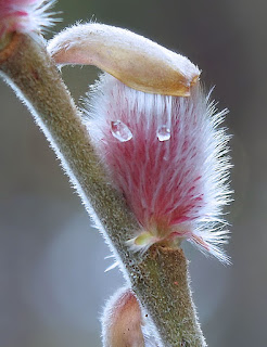 Collection Pepiniere La Simoniere Pdf Telechargement Gratuit