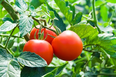 tomates sabrosos