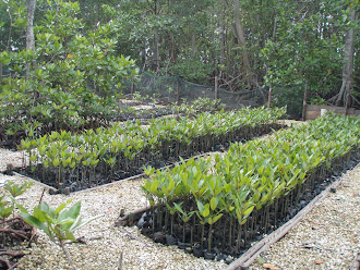 Mangrove seedlings