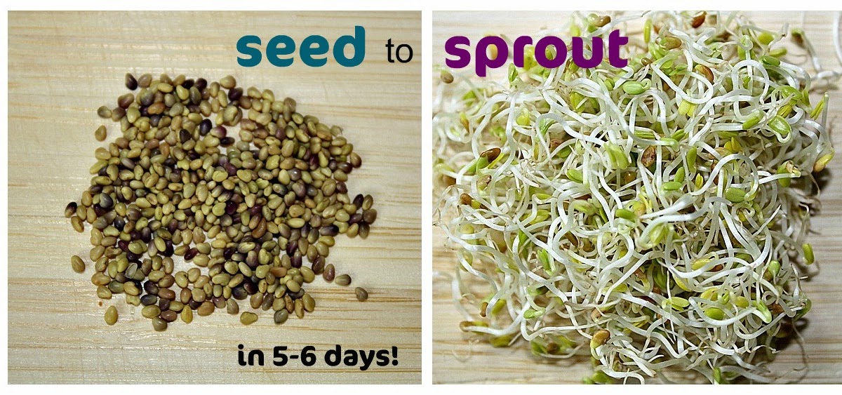 The Garden Grazer Clover Sprouts