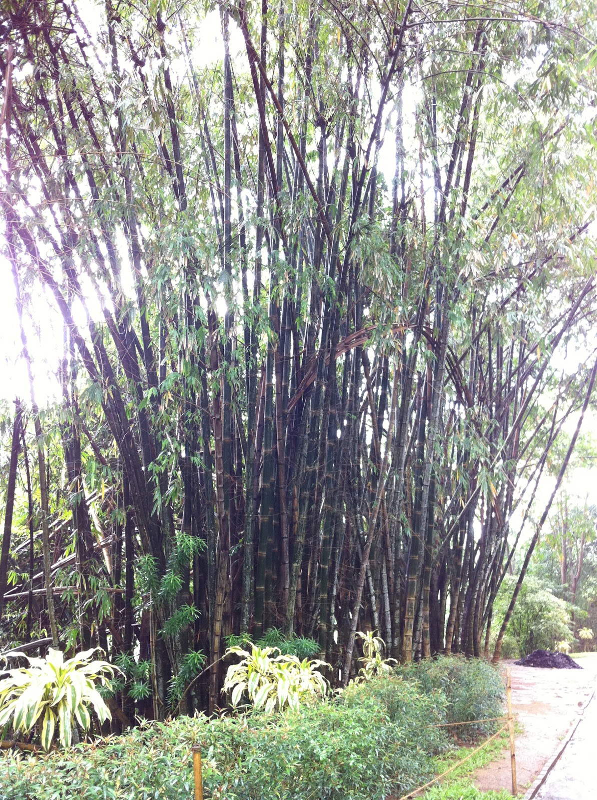 CAFE FENG SHUI The Miracle of the Chinese Bamboo Tree