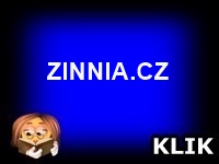 ZINNIA- CZ