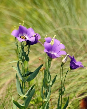 Eustoma grandiflora 300