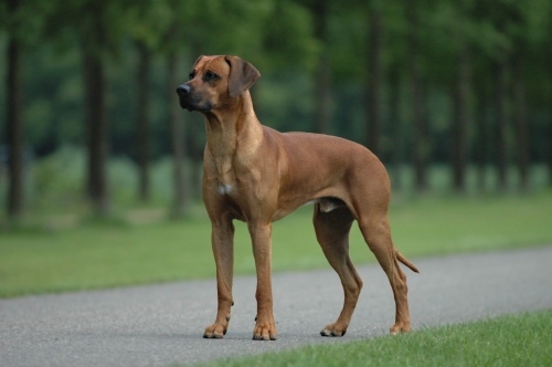 Doberman X Ridgeback