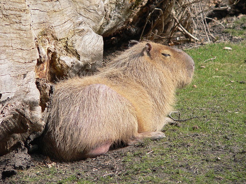 Happy Wallpaper: capybara