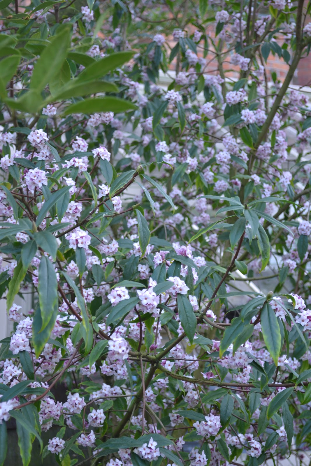 Galanthus Daphne Bholua Jacqueline Postil
