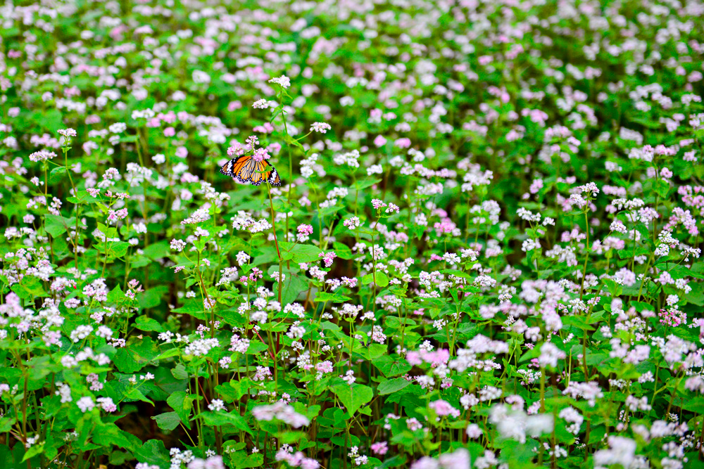 [Image: den-ha-giang-ngam-mua-hoa-tam-giac-mach-thang-10-2.jpg]