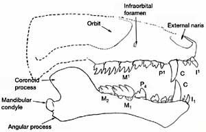 Volaticotherium skull