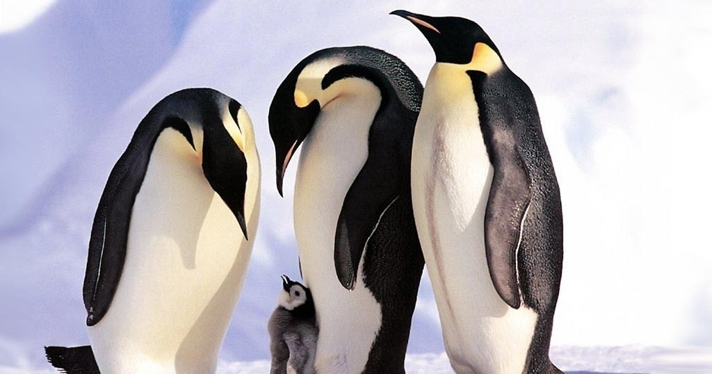 Animals of the world: Emperor Penguin