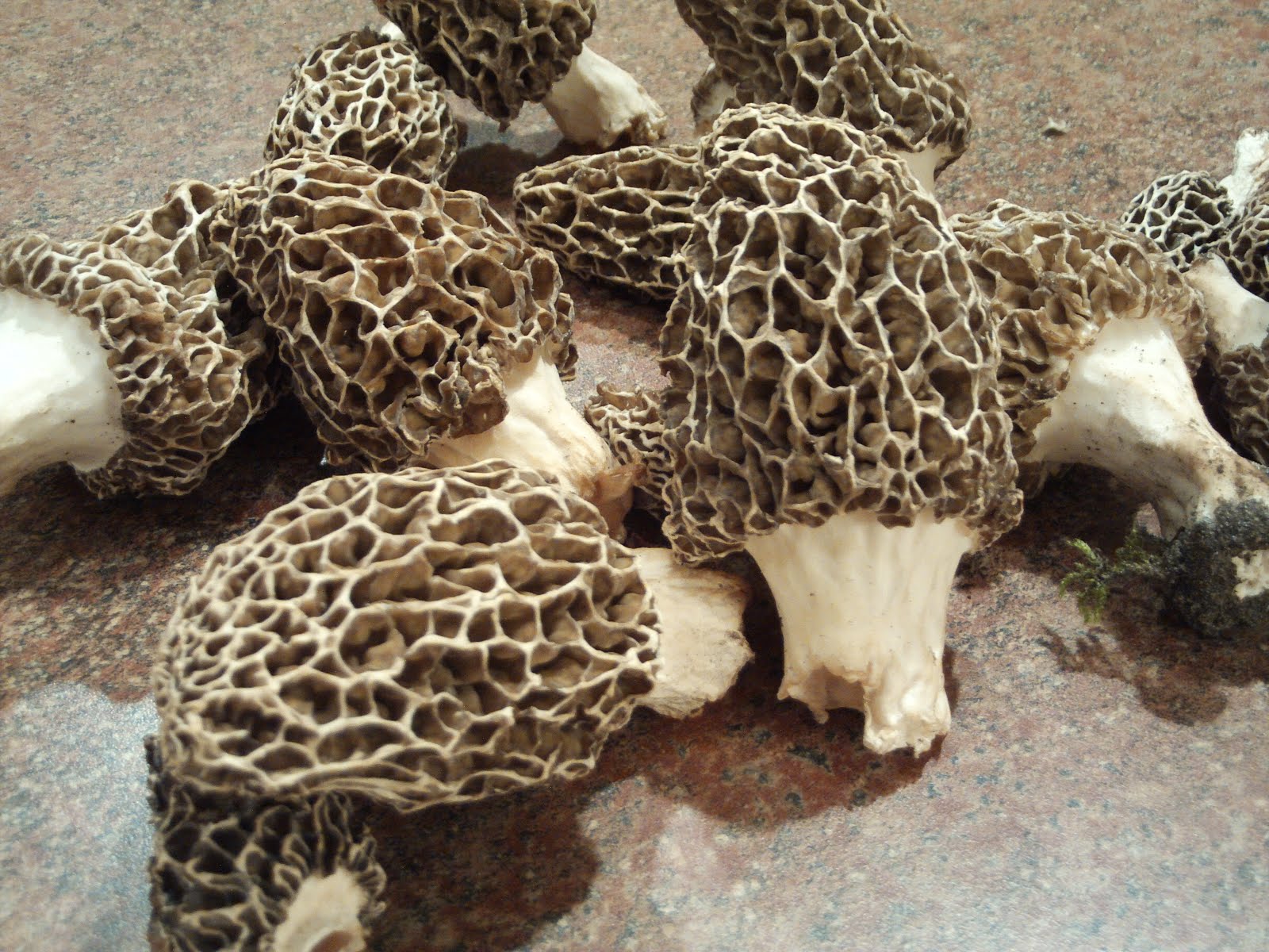 1000+ images about Hickory chickens on Pinterest