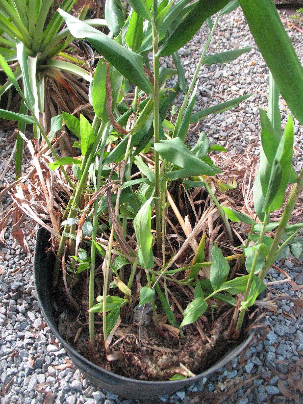 Homestead Life Ginger Root BOUND!