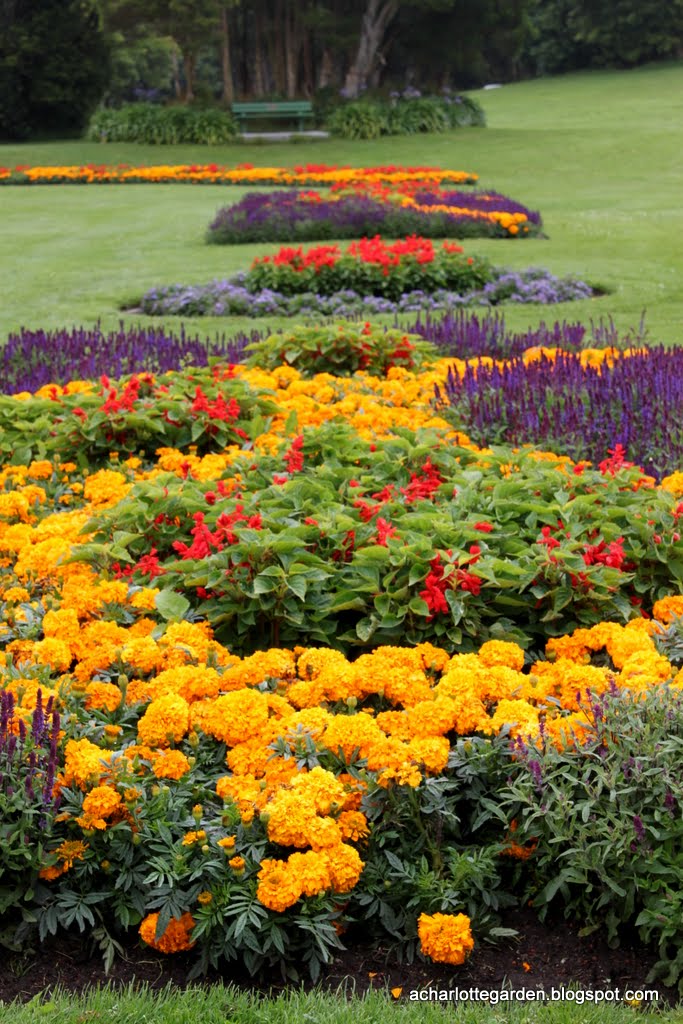 a charlotte garden San Francisco Flower Power