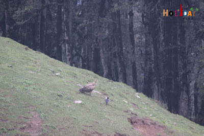Vulture and crow in chillax mode Vulture and crow in chillax mode