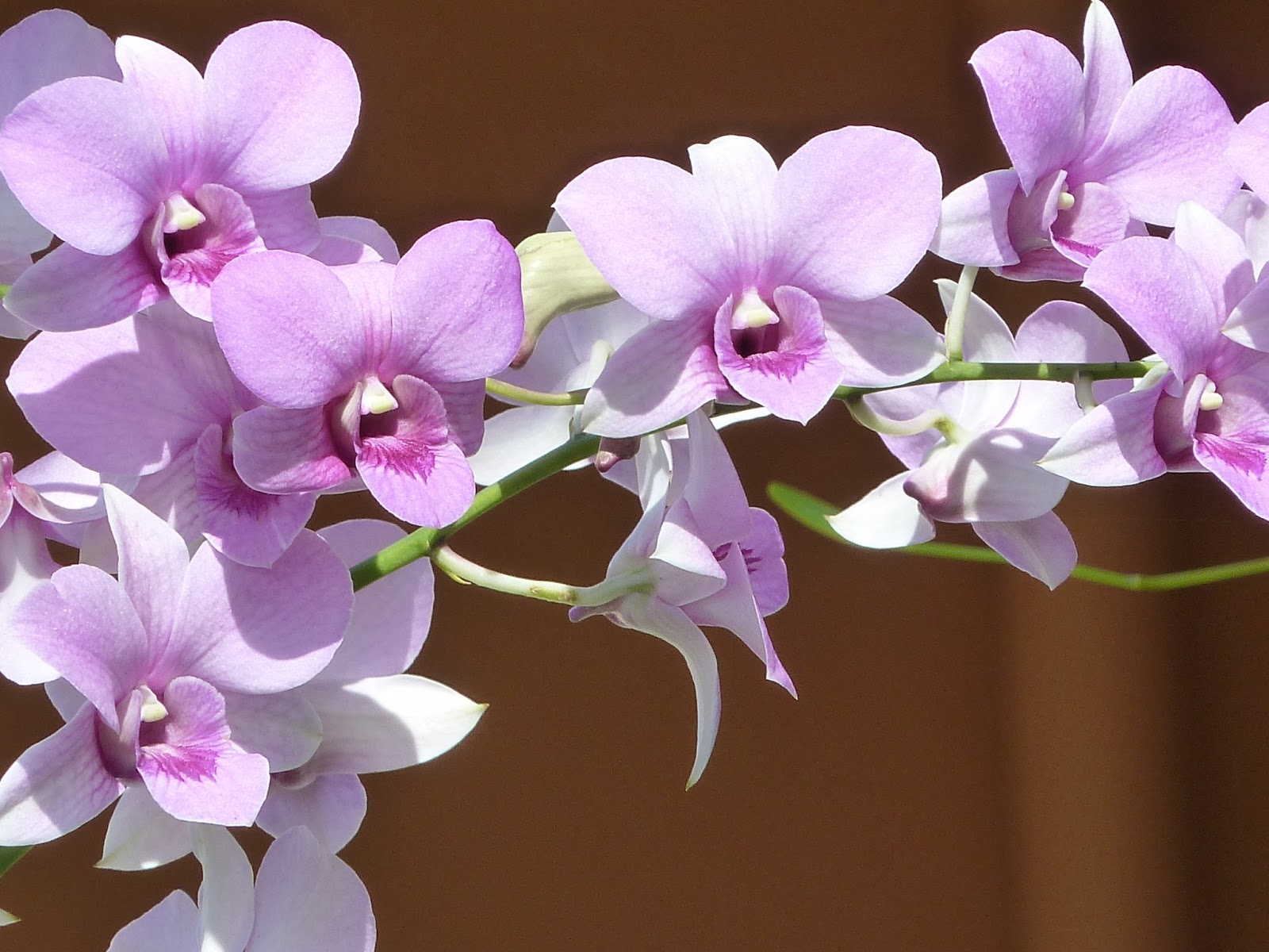 A Thousand Reasons Happy Valentine Saying it with Orchids & “Desired